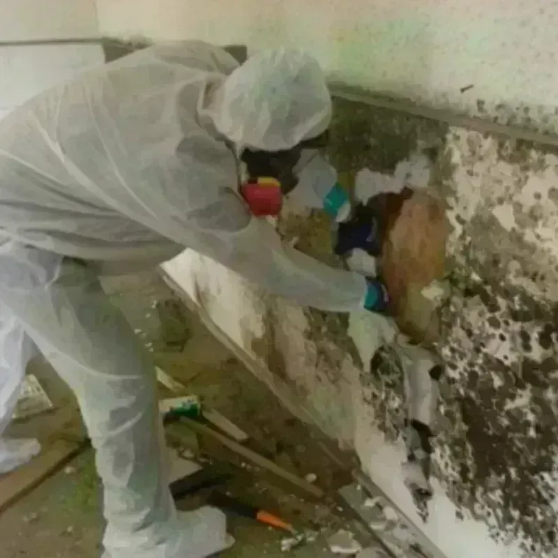 Mold Remediation and Removal in Newberry, FL